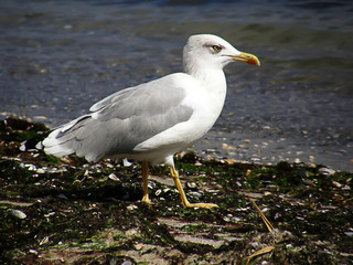 seagull walking in the black sea on the beach