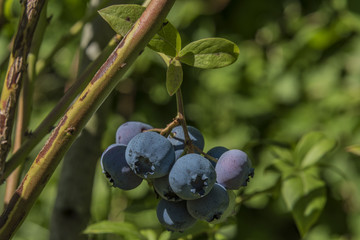 Canadian blueberries with green leafs