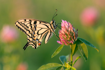 Schwalbenschwanz  - Papilio machaon