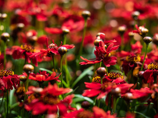 Blossom Close-up