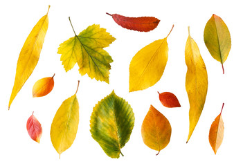 Set of bright autumn leaves isolated on white background