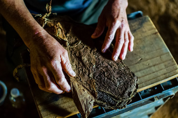 VINALES, CUBA - JUNE 24 2018: An unknown peasant manufactures a cigar with tobacco leafs tanned in...