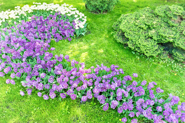 Flowerbed of purple flowers tulips in the green park