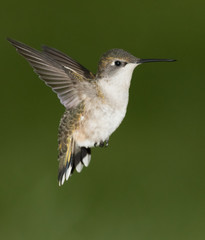 Hummer 1