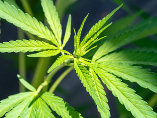 Leaves of Cannabis plant close up.