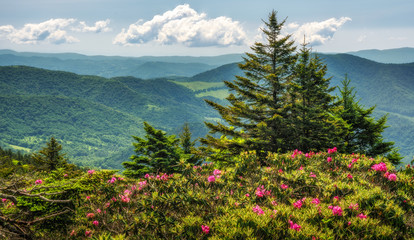 Roan Mountain State Park Carvers Gap rhododendron blooming