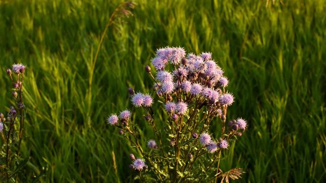 The little purple flower of a Thistle plant.