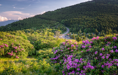 Roan Mountain Carvers Gap rhododendron blooming