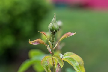 Mit Blattläusen befallene Rosen Knospe