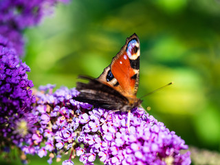 Butterfly close-up