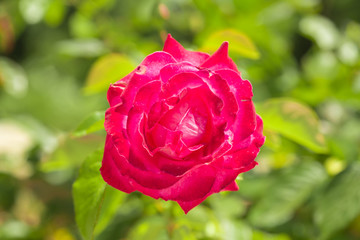 pretty pink brush with a green background