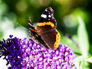 Butterfly close-up