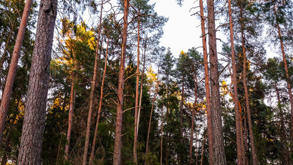 Sunset in a pine forest.