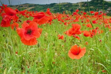 Obraz premium Papaveri modenesi