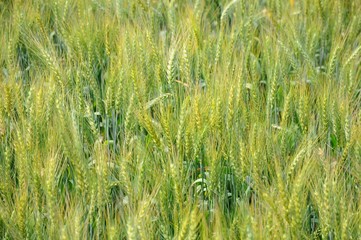 Wheat Field in Spring in Daya, Taichung, Taiwan