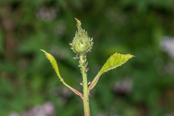 Mit Blattläusen befallene Rosen Knospe