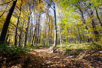Picture of colourful forest path in fall