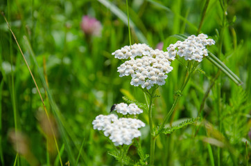 white flowers in a meadow glade in summer