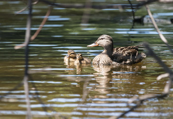 Mallard Duck Family