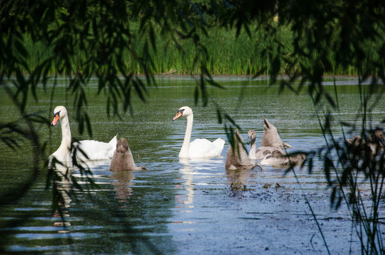 swans on the lake in the open air