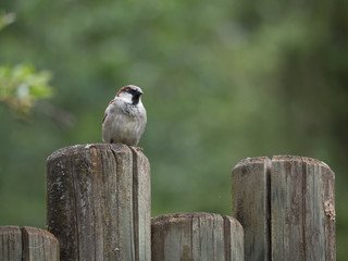 Sparrow close-up