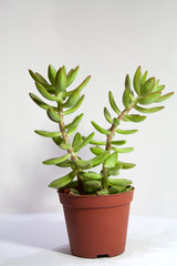 Sedum nussbaumerianum succulent plant isolated on white background