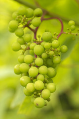 Green grapes on a green background. 
