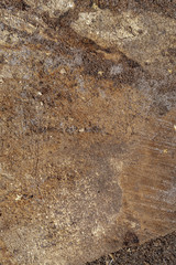 Cracked old pine wood board. Old pine wood texture