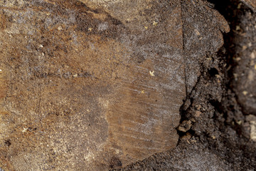 Cracked old pine wood board. Old pine wood texture