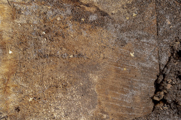 Cracked old pine wood board. Old pine wood texture