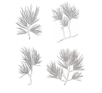 Set of Christmas pine tree branch. Contour illustration