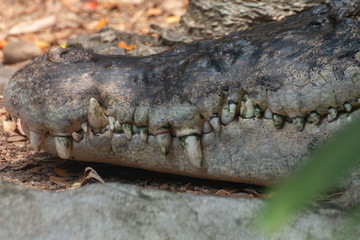 close up of a head crocodile