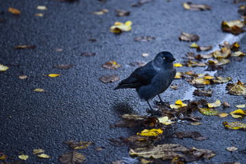 Oiseau