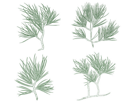 Set of Green Christmas pine tree branch. Contour illustration