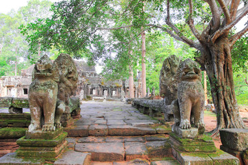 Part of a ta prohm temple, Siem Reap, Cambodia.