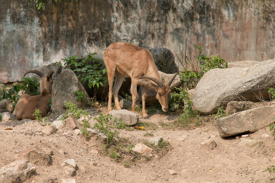 Close-up of a brown goat