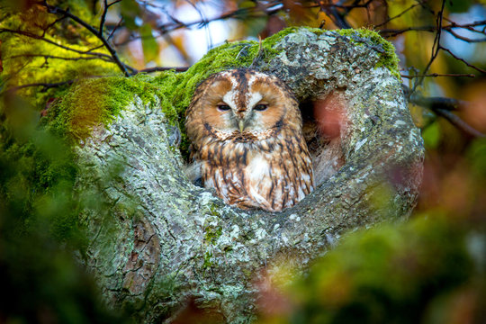 Waldkauz - Strix Aluco