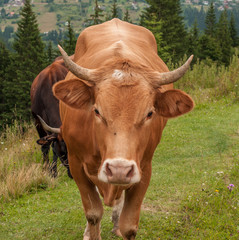 Red Carpathian cow is walking, Carpathian mountains, Ukraine
