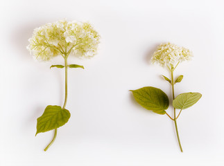 Fototapeta premium Set of white Hydrangea flower isolated on white. Botany concept, overhead top view, flat lay. Wedding, Birthday, Mother's, Valentines, Women's Day concept. Latvia, Northern Europe