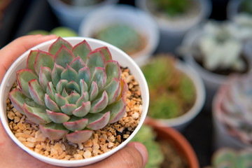Hand holding succulent plant, Selective focus.
