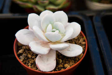 Echeveria laui growing in pot as houseplant, beautiful drought resistant succulent plant.