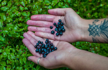 Hands are filled with berries of blueberries 