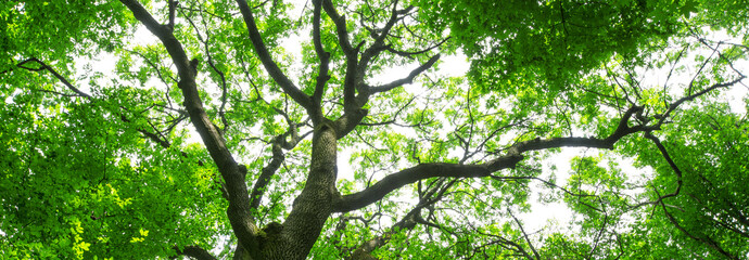 Fototapeta premium forest trees. nature green wood sunlight backgrounds
