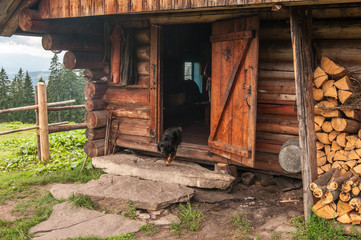 Fototapeta na wymiar Black dog running from the wooden house, Carpathian mountains, Ukraine