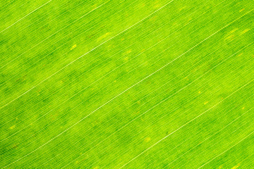 Close-up photograph of fresh banana leaves