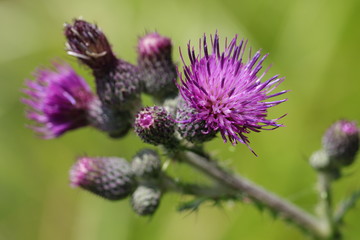 Detailaufnahme der Naturheilpflanze Kratzdistel