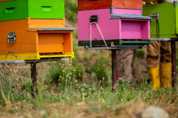 Colored apiaries