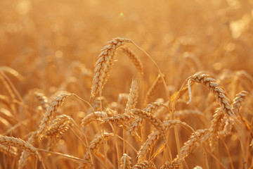 Summer time for harvest. Golden ears of wheat are ready for Harvest. Harvest Concept. Background of wheat field.
