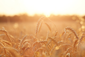 Summer time for harvest. Golden ears of wheat are ready for Harvest. Harvest Concept. Background of...