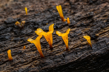 Dacryopinax Spathularia is yellow.